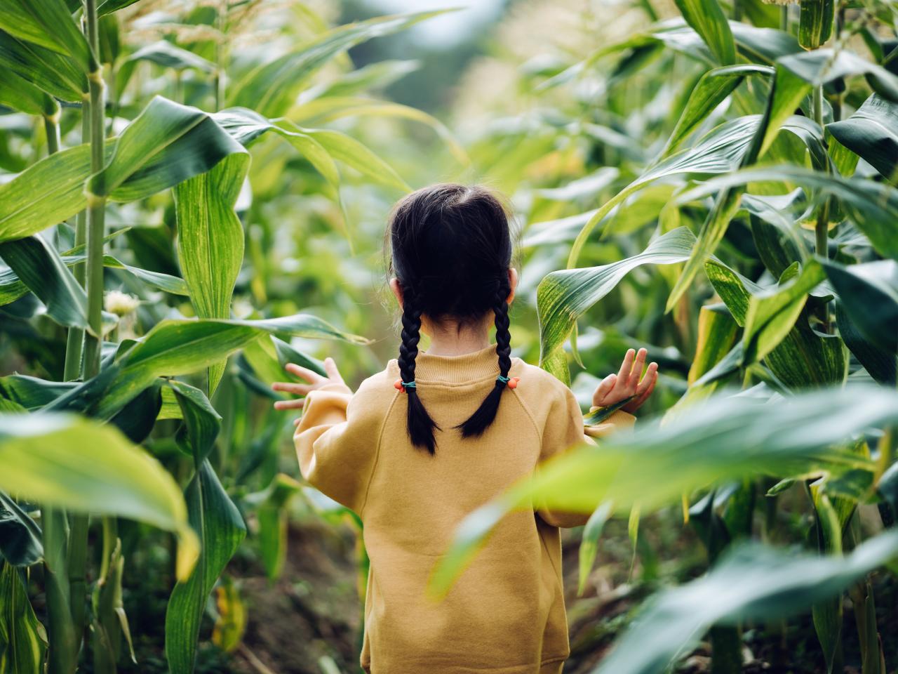 年轻女孩导航通过茎叶