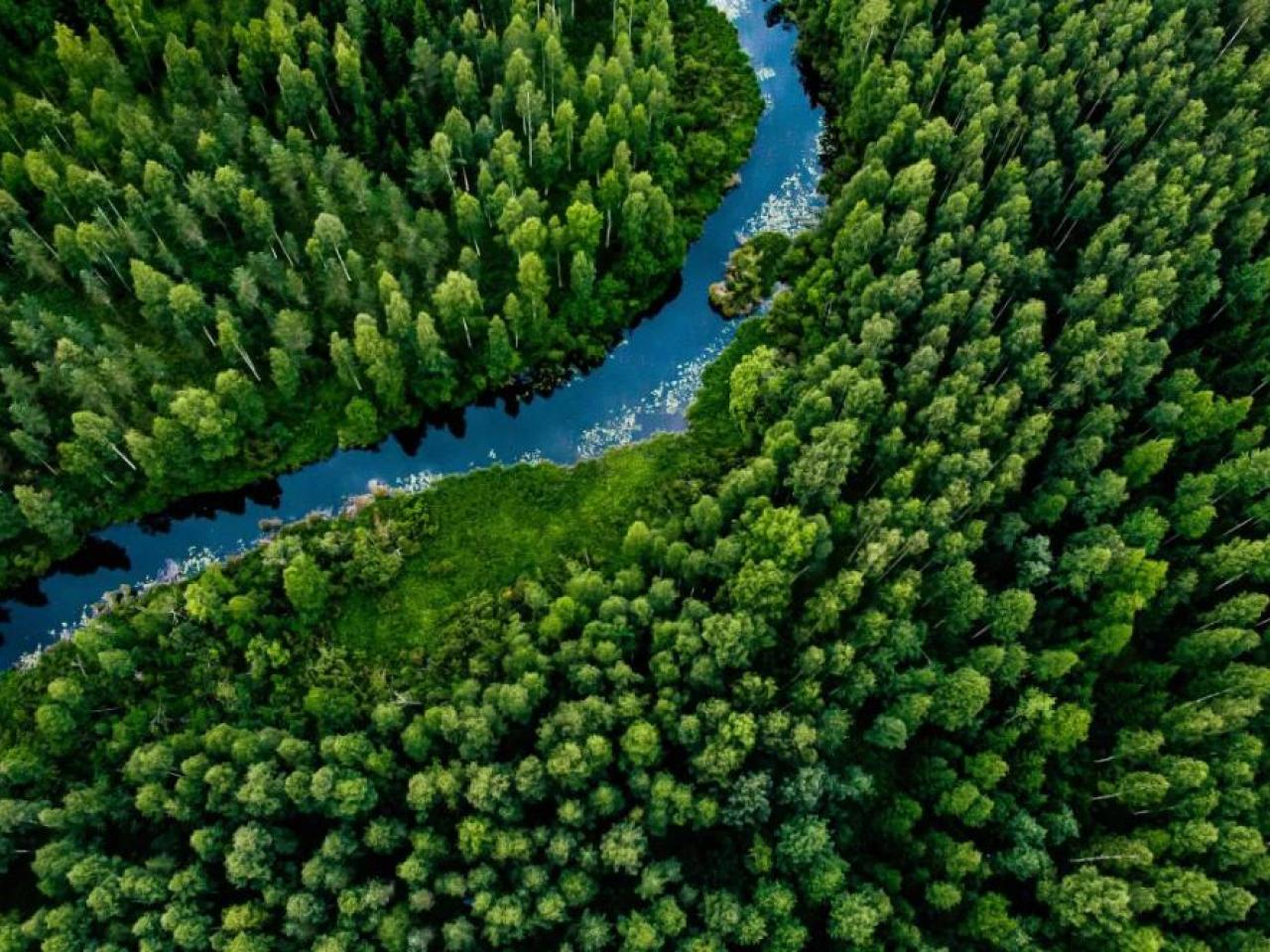 森林与河流的鸟瞰图