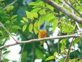 橙色隆起flowerpecker