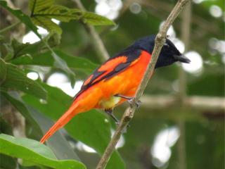 一个红色minivet