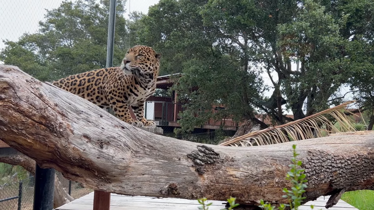 Leopard站在树枝附近的一块木头上