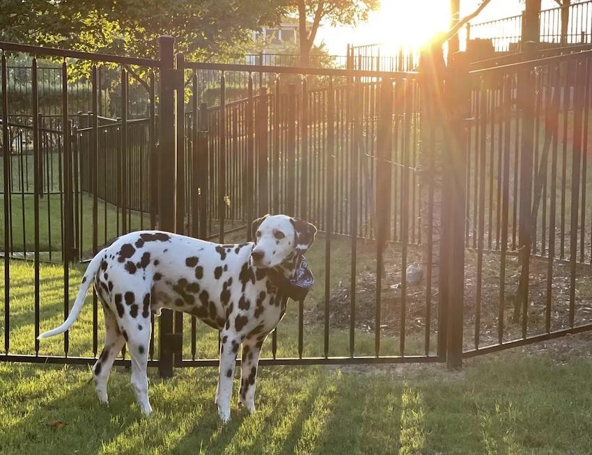 Dalmation、飞艇、栅栏前面所示。