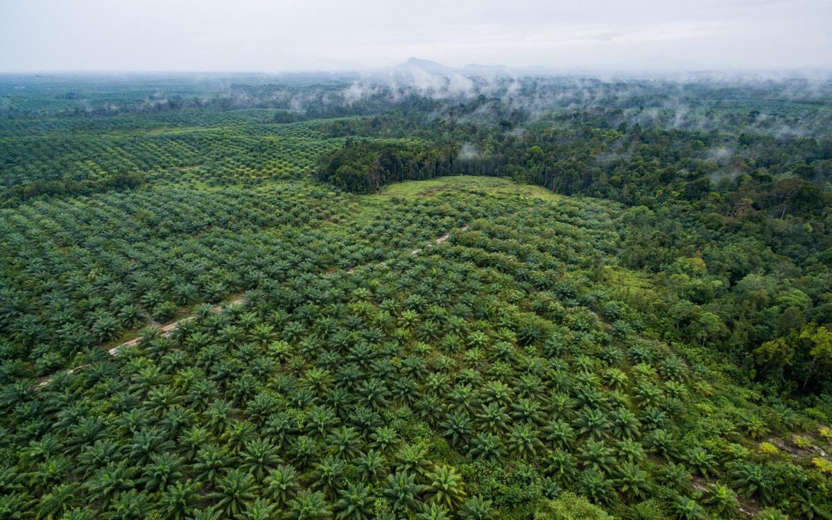 油棕种植园的鸟瞰图