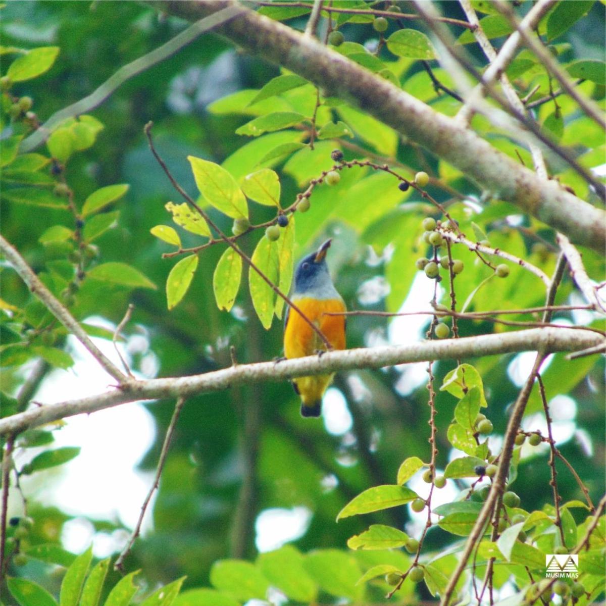 橙色隆起flowerpecker