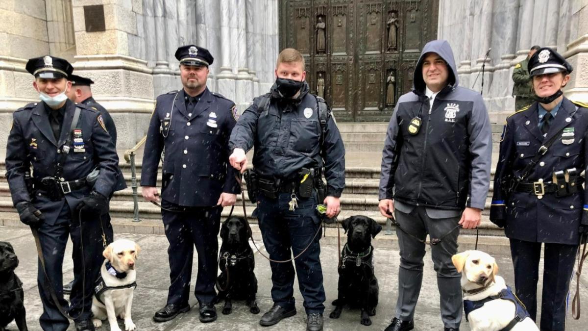 警察与拉布拉多幼犬