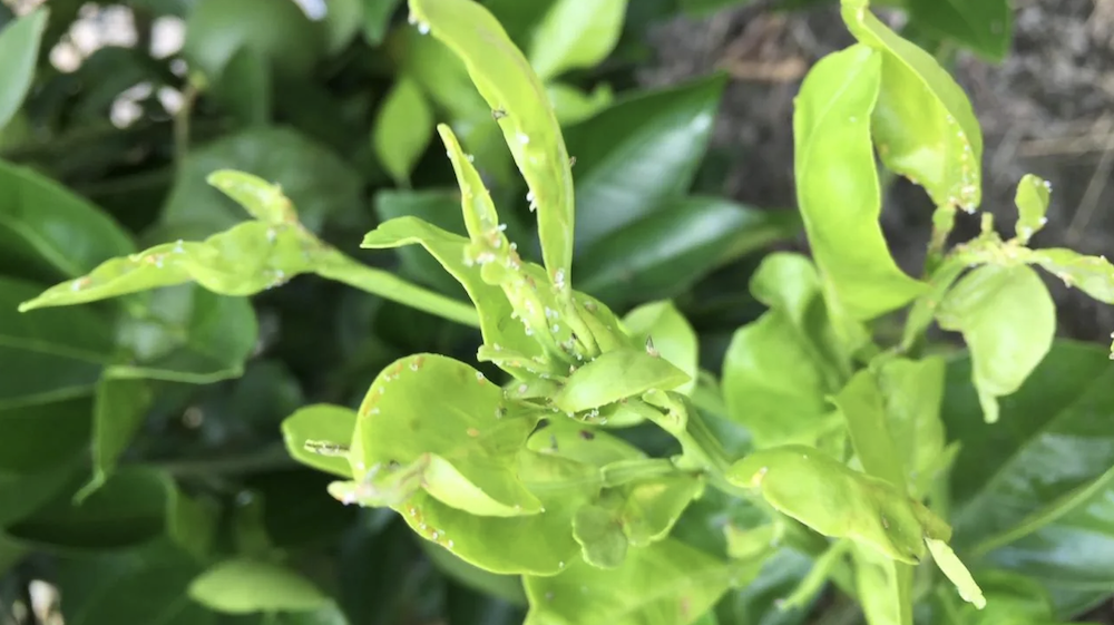 不成熟的柑橘芽出没与成年亚洲柑橘木虱。由布兰登页面,现场试验经理CRDF