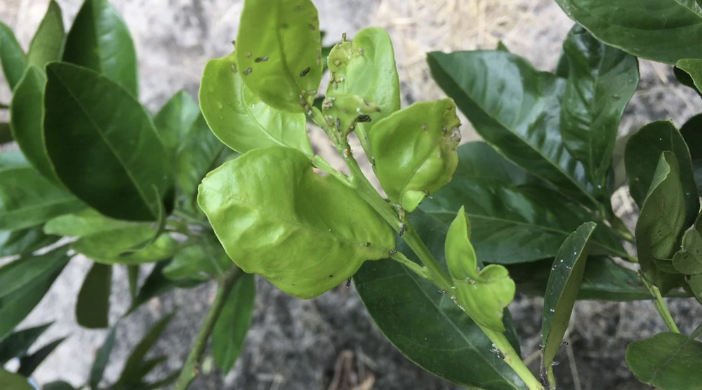 入侵亚洲柑橘木虱繁殖迅速,生产一年30代,造成大规模的破坏。由布兰登页面,现场试验经理CRDF