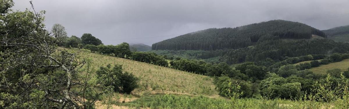 风景森林 零件新播