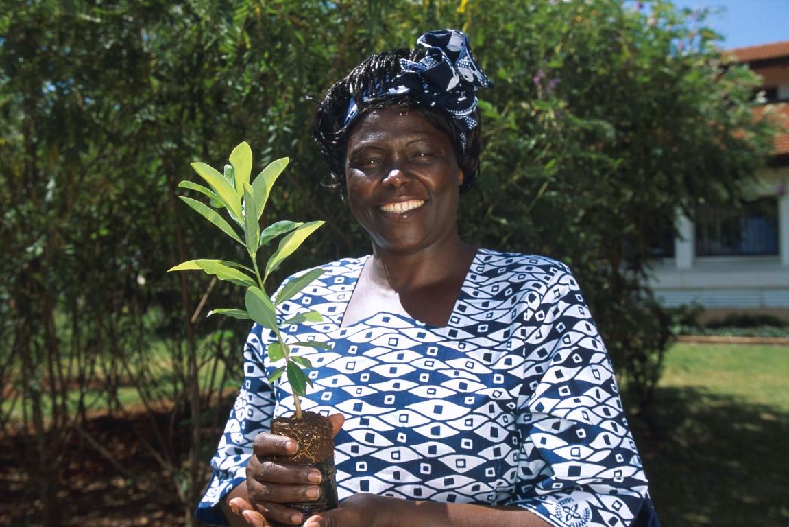 Wangari Maathai拿着树树苗