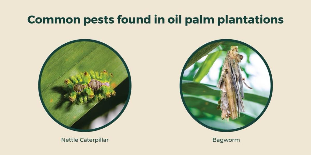 信息图表”常见害虫在棕榈油种植园。荨麻卡特彼勒和结草虫的照片。