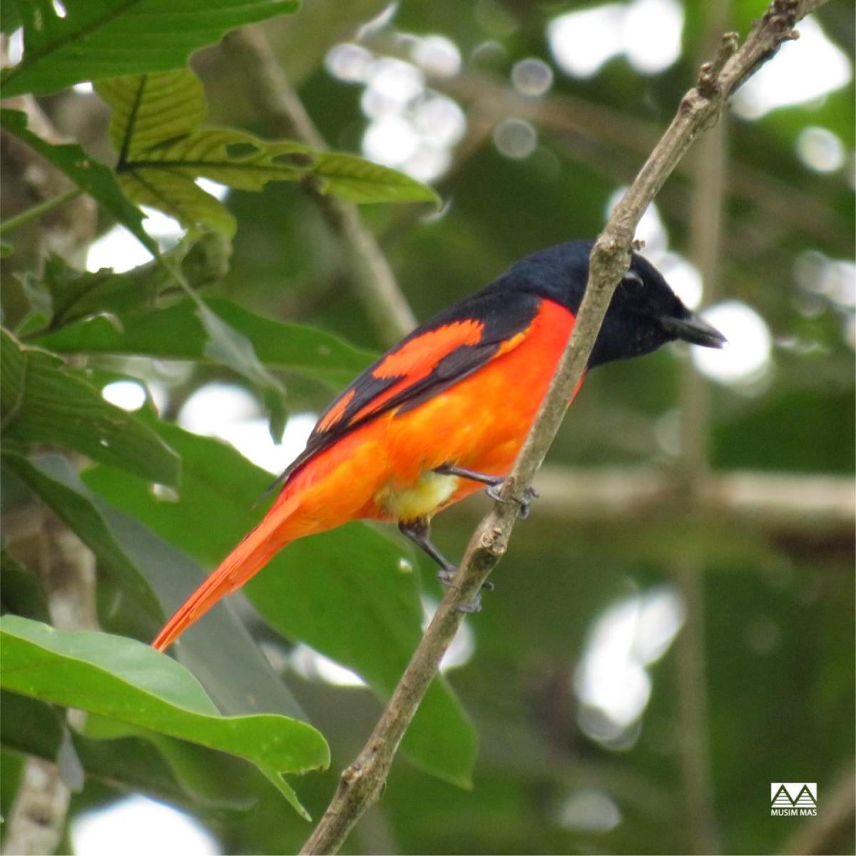 一个红色minivet